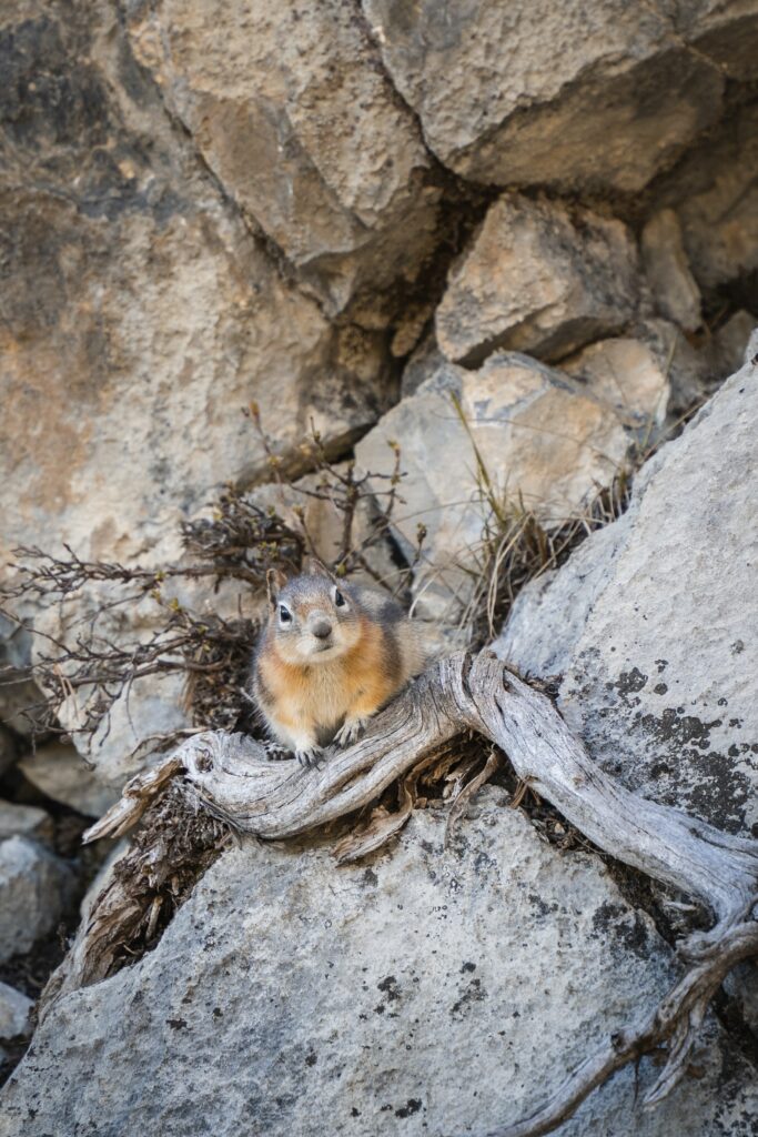Adorable Chipmunk on Rugged Rocks: Nature-Inspired Wallpaper Background