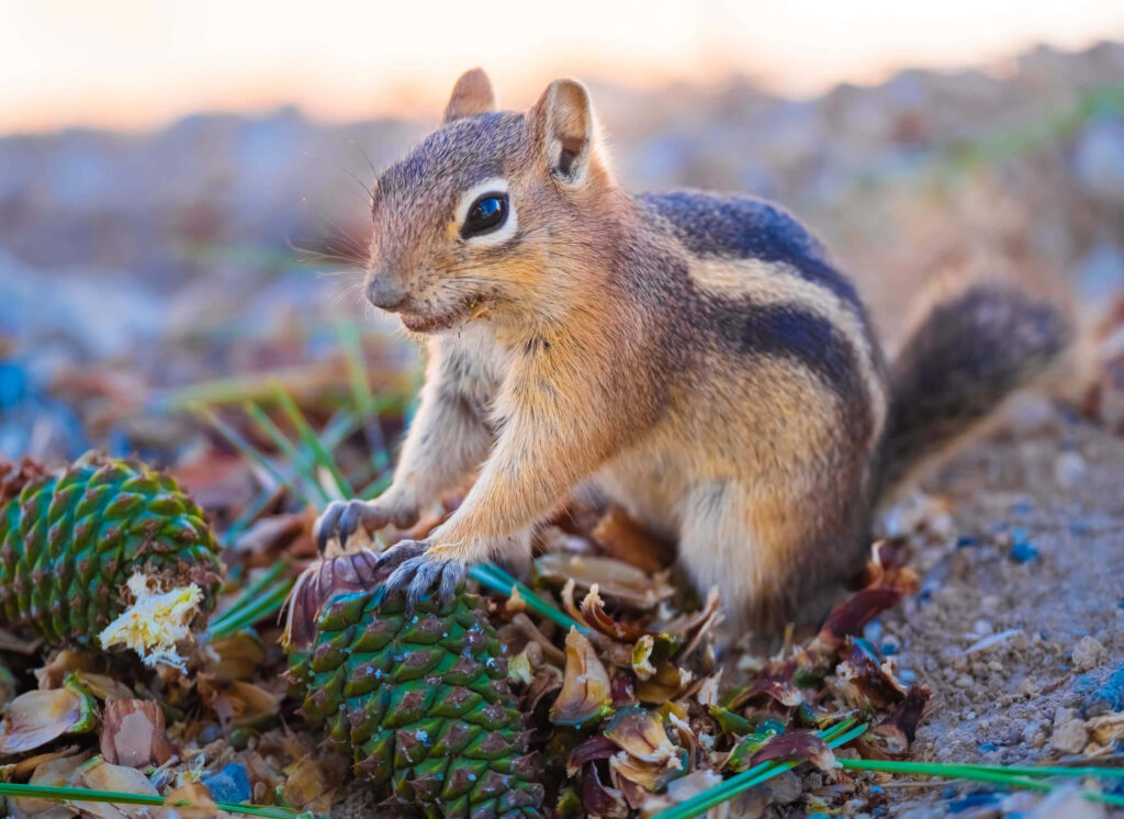 Adorable Chipmunk with Cone in Stunning Natural Background Wallpaper