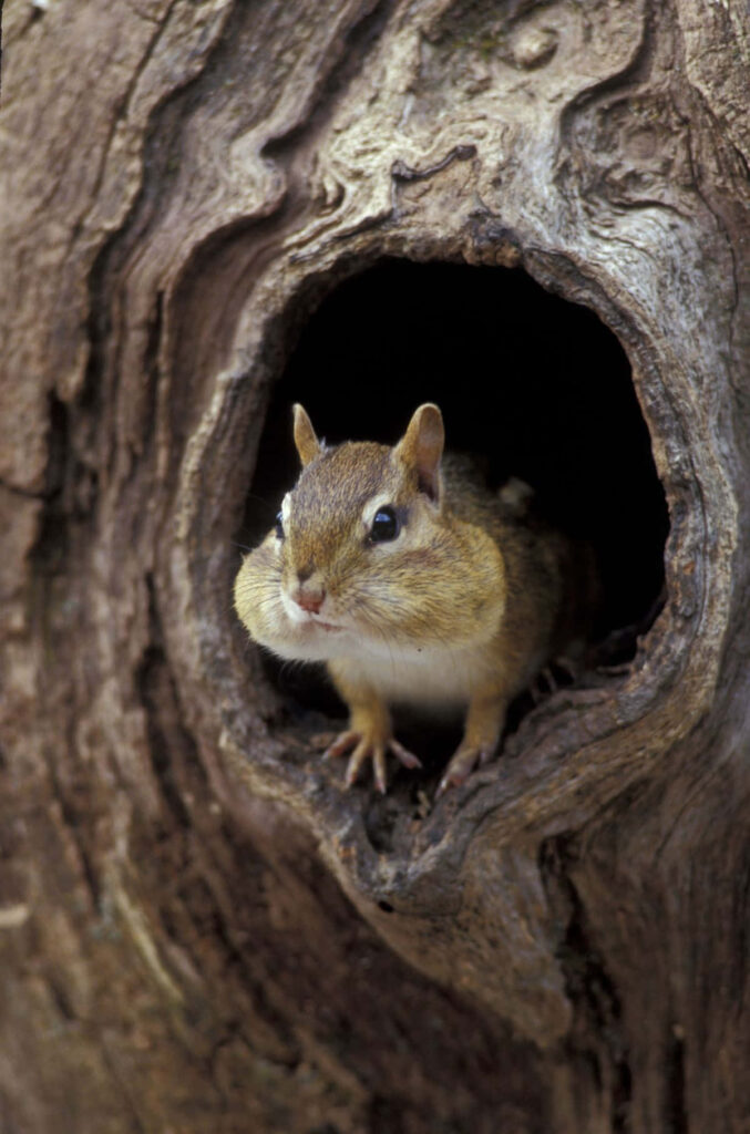 Charming Chipmunk Tree Wallpaper - Cute Nature Background