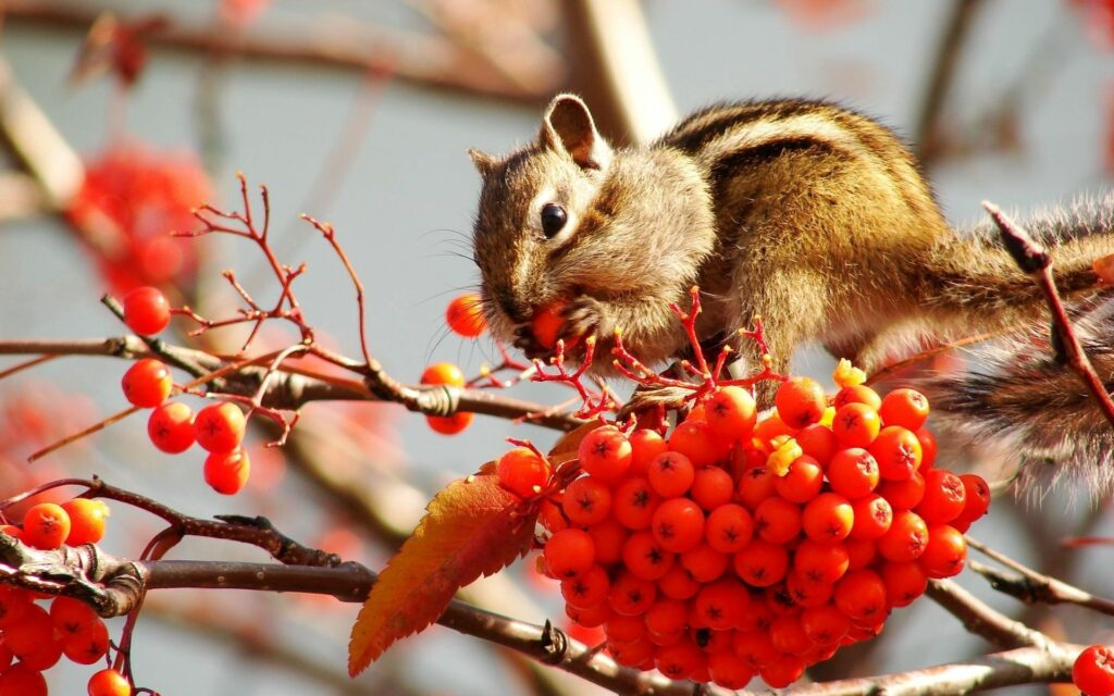 Cute Chipmunk on Branch with Bright Red Rowan Berries Wallpaper