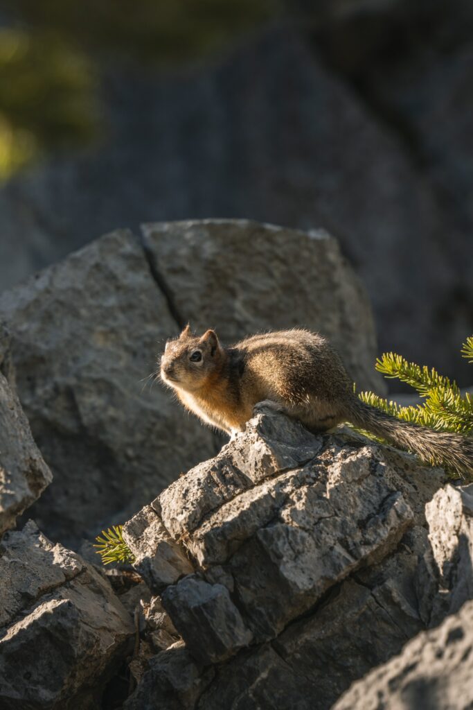 Charming Chipmunk on Rugged Stones - Warm Nature Wallpaper Background