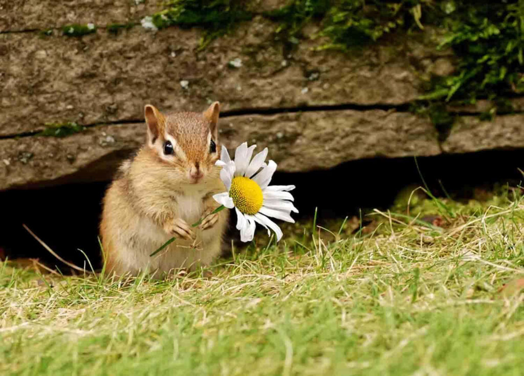 Cute Chipmunk with Daisy on Rustic Mossy Stone Background Wallpaper