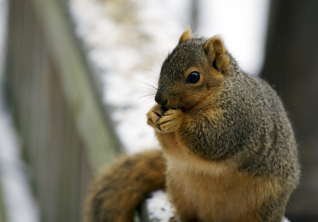 Chubby Squirrel Snack Time: Adorable Animal Wallpaper Background