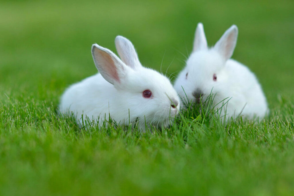 Whiskered Companions: Delightful White Rabbits Enjoying Each Other's Company on Lush Green Meadows Wallpaper