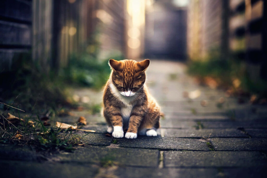 Charming Cat on Cobblestone Path: A Heartwarming Wallpaper