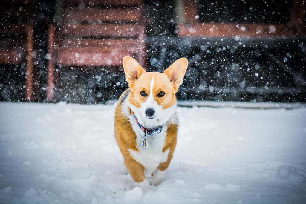 Adorable Corgi Frolicking in Winter Wonderland - Snowy Wallpaper
