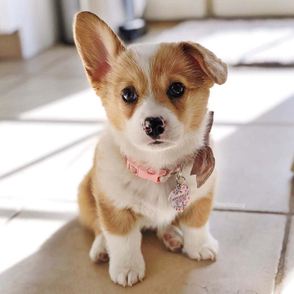 Heartwarming Corgi Puppy Wallpaper: Cute Floppy Ears & Pink Collar