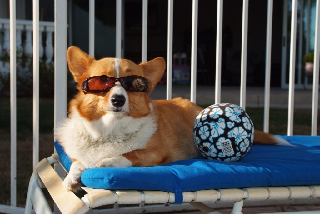 Charming Corgi in Sunglasses on Beach Chair with Fun Ball Wallpaper