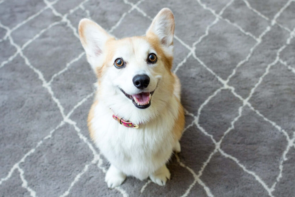 Adorable Corgi Dog on Gray Rug – Heartwarming Wallpaper Background