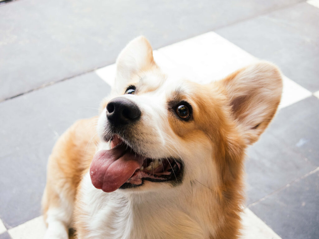 Charming Corgi Wallpaper: Cute Dog with Big Eyes & Happy Smile