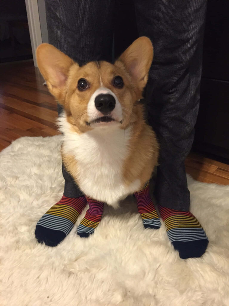 Cute Corgi in Striped Socks on Fluffy Rug - Heartwarming Wallpaper