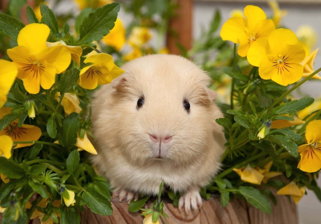 Cream-colored guinea pig in bright yellow flowers spring wallpaper cute pet background