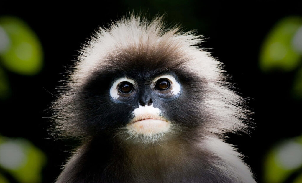 Charming Monkey Wallpaper: Fluffy, Curious & Sunlit in Green Paradise