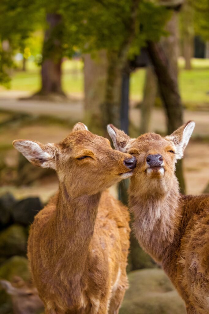 Charming Deer Playtime Wallpaper: Cute Wildlife in Green Scene