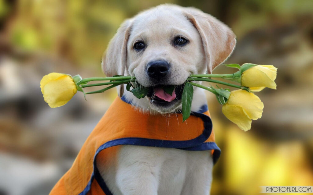 Playful Pooch Embracing Spring with Tulip Munching Antics - Adorable Dog Background Snap Wallpaper