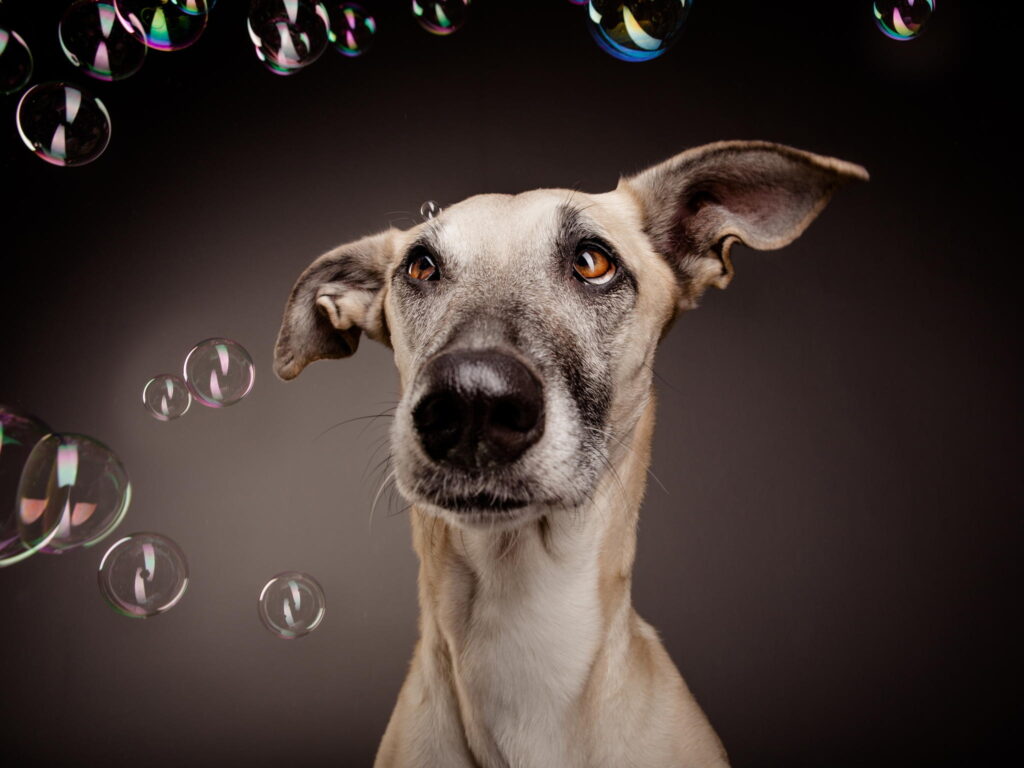 Cute Dog Surprised by Bubbles on Dark Background - Whimsical Wallpaper