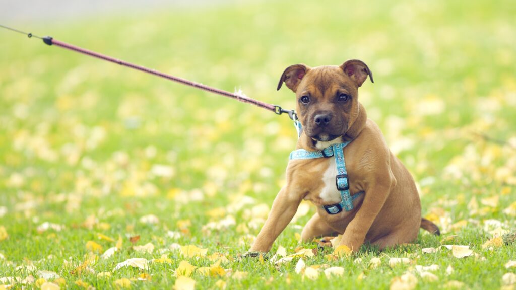 Cute Dog on Grassy Field with Flowers and Blue Leash - Serene Background Wallpaper