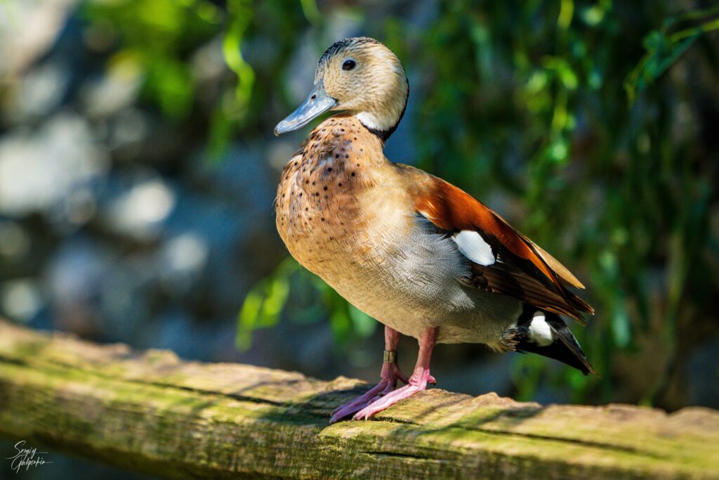 Cute Duck Wallpaper: Charming Bird on Wooden Rail | High-Res Image