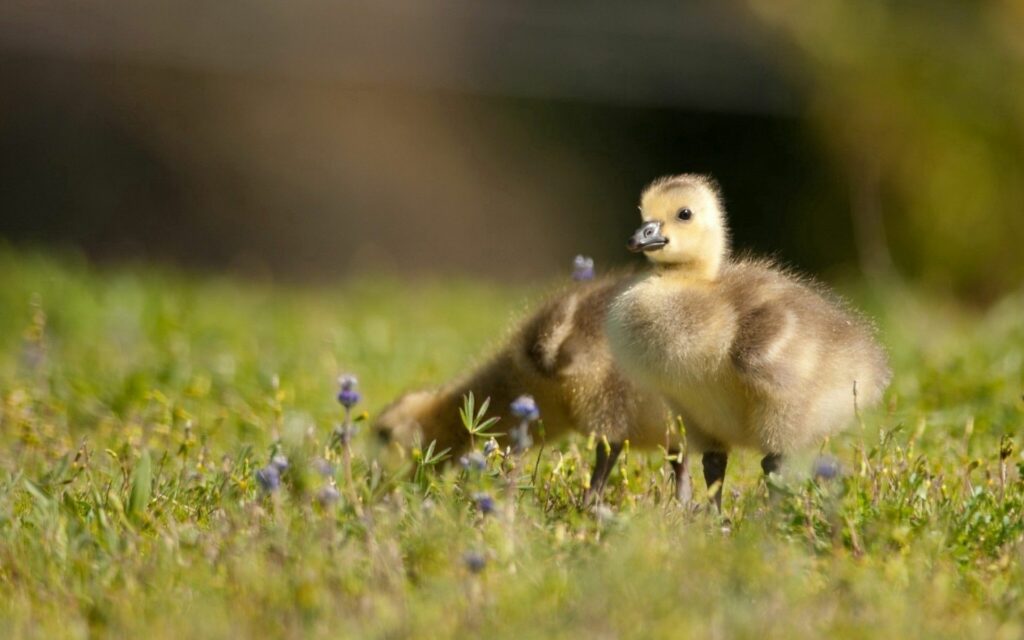 Cute Ducklings Exploring Grassy Field – Nature Background Wallpaper