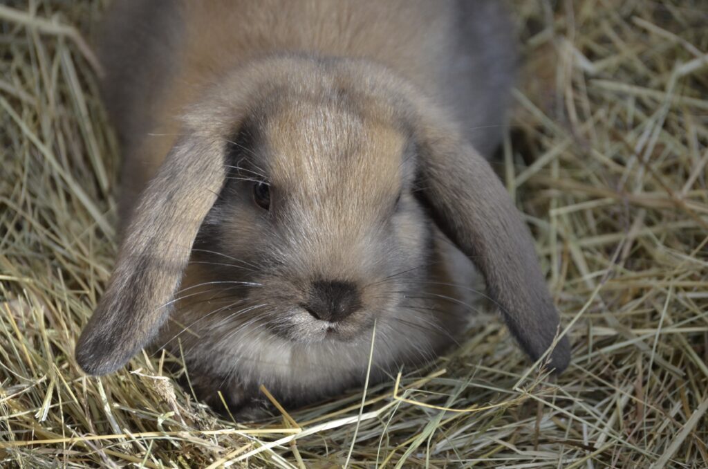 Cute Dwarf Rabbit Relaxing in Hay - Cozy Natural Wallpaper