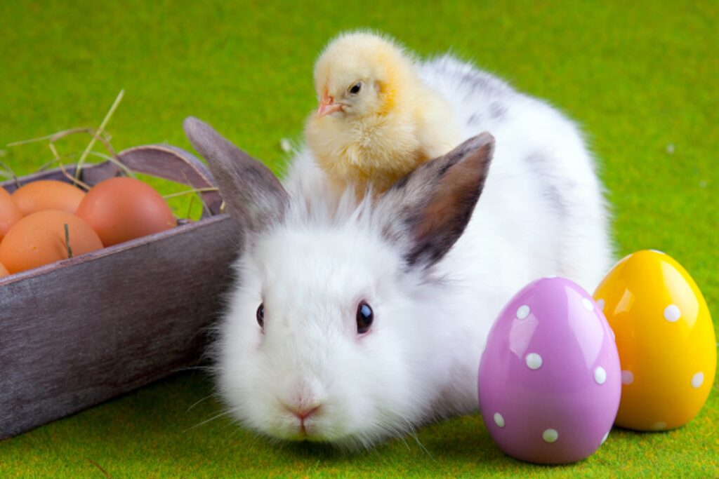 Cute Easter Wallpaper: Fluffy Rabbit & Chick with Colorful Eggs