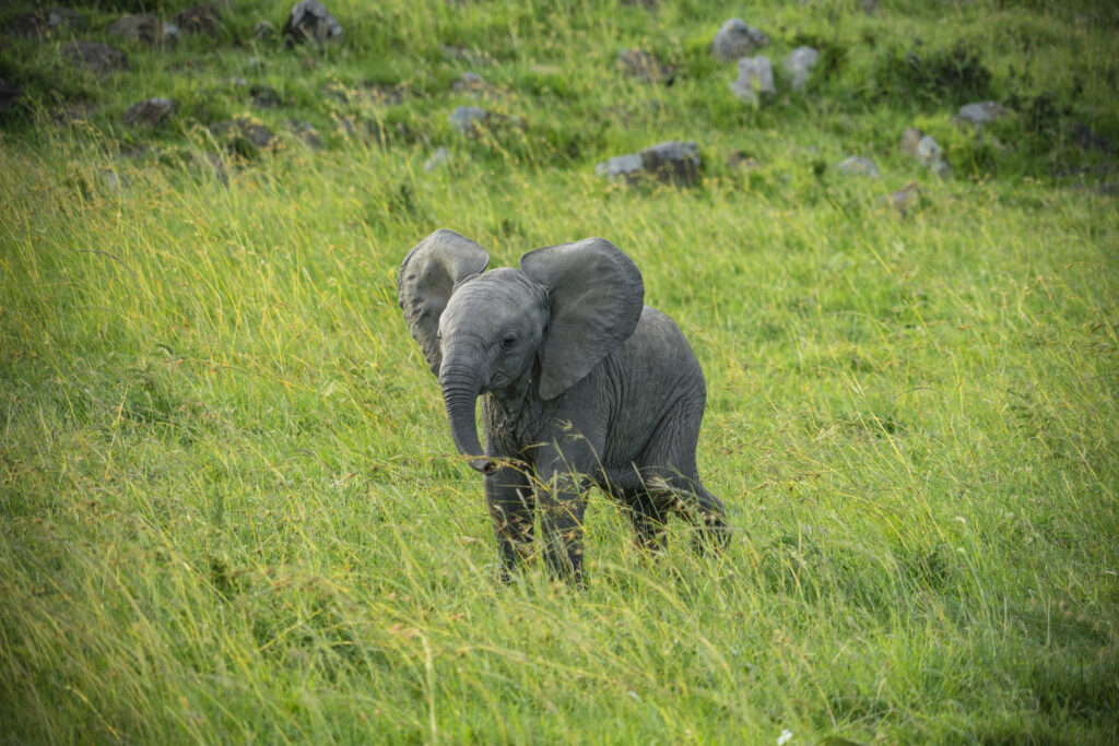 Cute Elephant Cub in Lush Green Field - Serene Wildlife Wallpaper