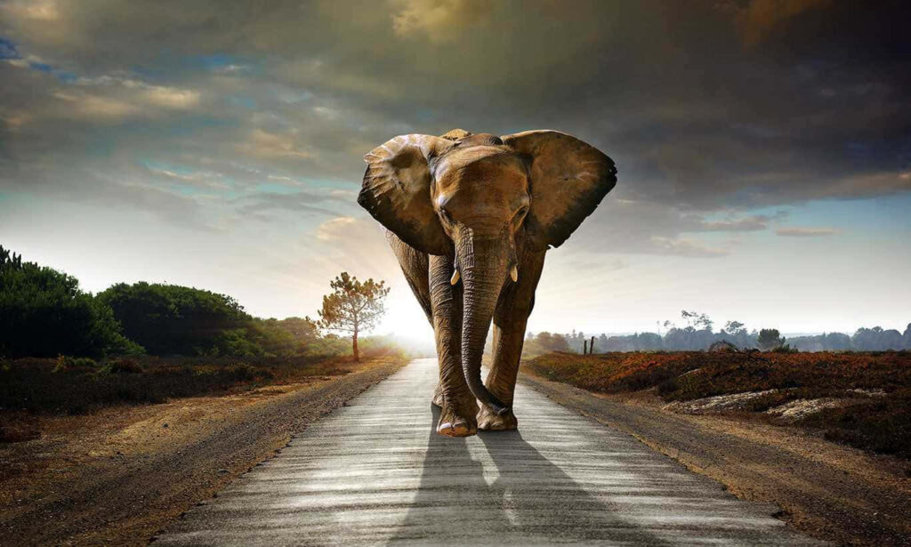 Serene Elephant Wallpaper: Cute Alone on a Green Roadscape