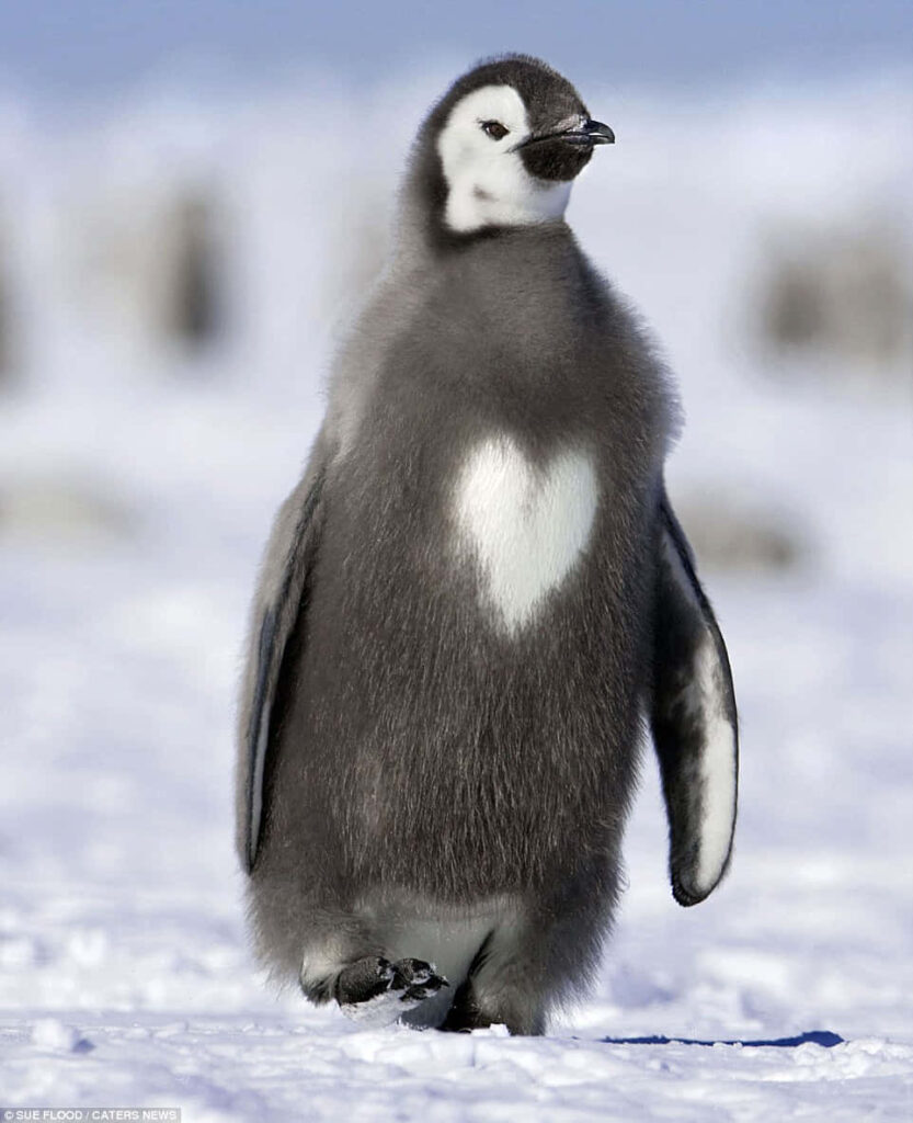 Adorable Emperor Penguin Chick with Heart Marking on Snowy Background Wallpaper