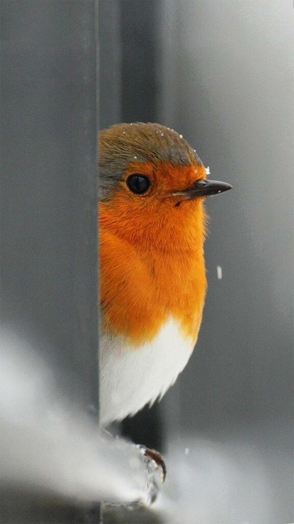 Charming European Robin HD Wallpaper with Blurred Background