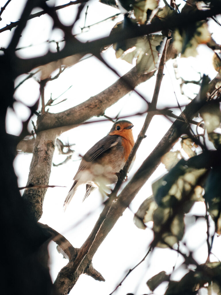 Vibrant European Robin on Tree Branch: Nature Wallpaper
