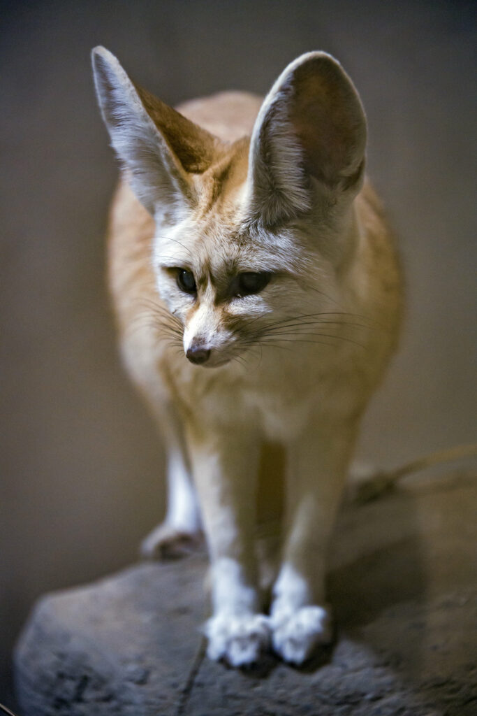 Charming Fennec Fox Wallpaper: Adorable Desert Animal on Rock