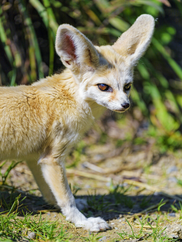 Cute Fennec Fox Wallpaper: Adorable Wallpaper on Natural Grass Background