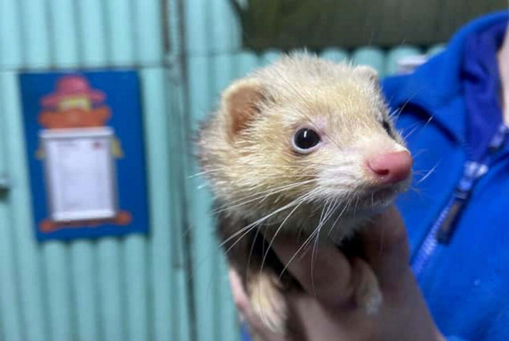Adorable Ferret Close-Up: Curious Expression in Colorful Room Wallpaper