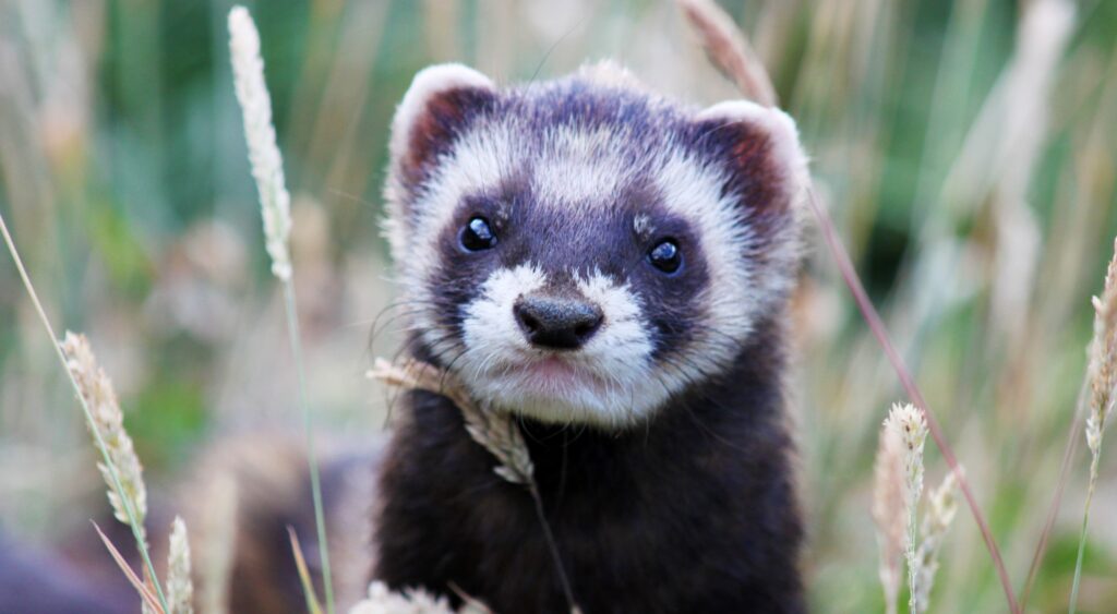 Cute Ferret Peeking Through Tall Grass - Playful Nature Wallpaper