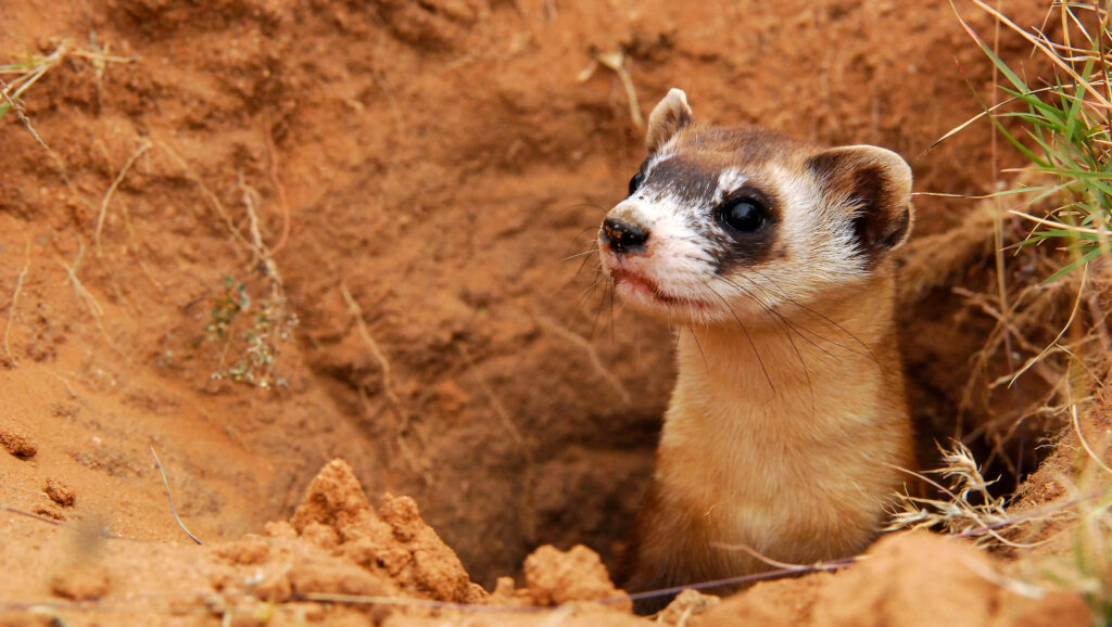 Cute Ferret Peeking from Burrow: Earthy Scene Wallpaper Background