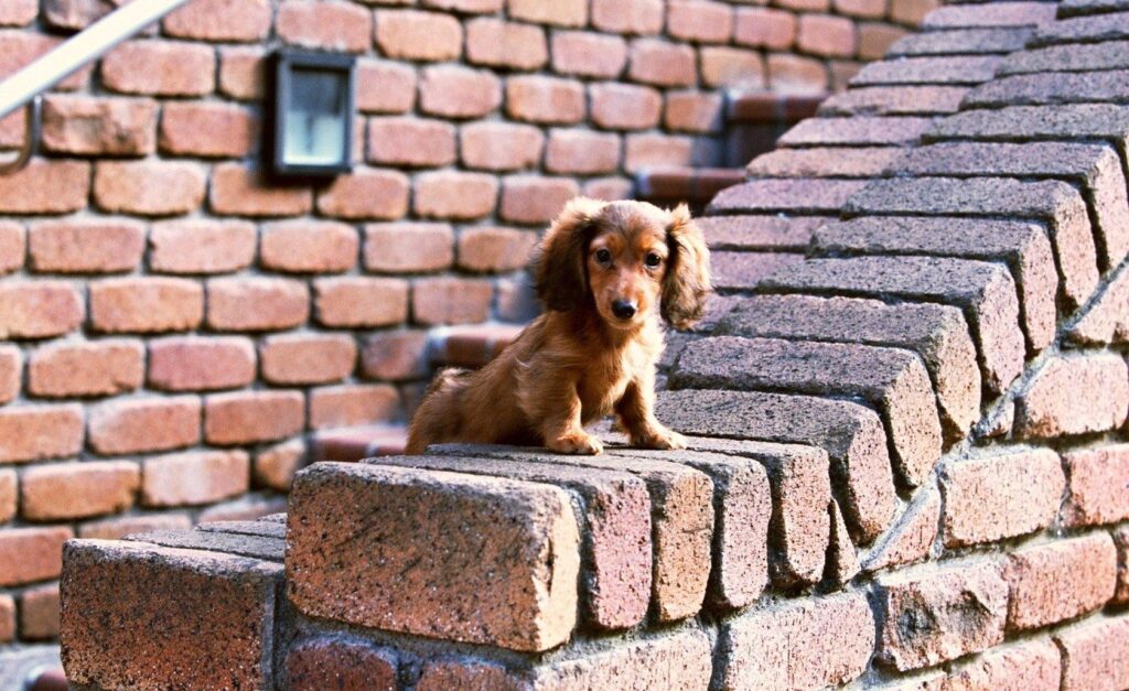Charming Floppy-Eared Puppy Poses Against Cozy Brick Background Wallpaper