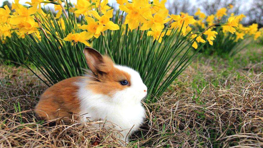 Fluffy brown white bunny on green grass with bright yellow spring flowers cheerful wallpaper