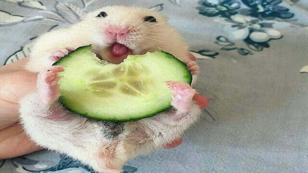 Adorable Fluffy Hamster Munching Cucumber on Floral Fabric Wallpaper