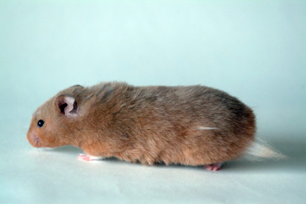 Fluffy Hamster Wallpaper: Adorable Side Profile on Light Background