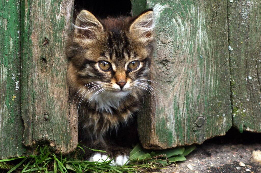 Cute Fluffy Kitten Peeking from Rustic Green Fence - Adorable Moment Wallpaper