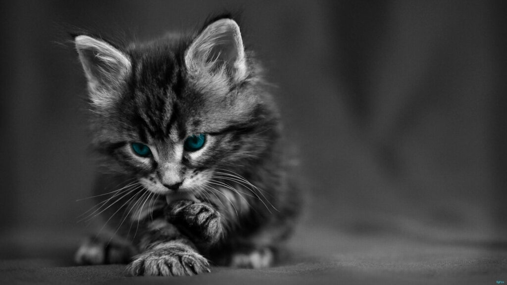 Fluffy Kitten with Blue Eyes: Charming Black and White Wallpaper
