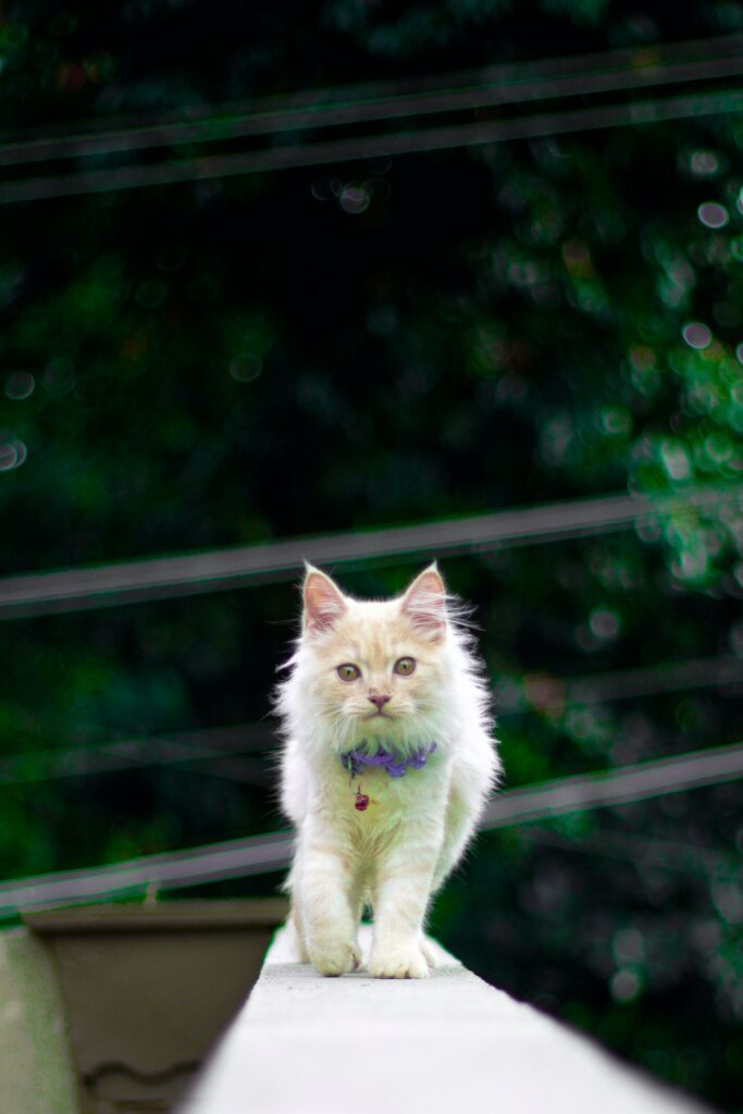 Adorable Fluffy Kitten Exploring Lush Green Pathway Wallpaper