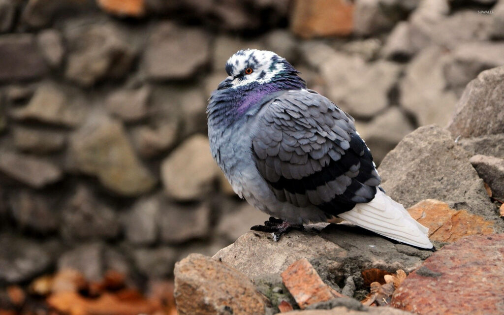 Charming Fluffy Pigeon Wallpaper with Soft Gray and Purple Feathers