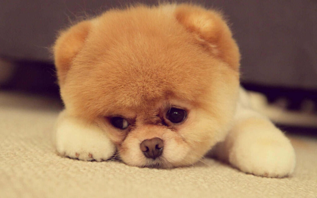 Adorable Fluffy Pomeranian Puppy Wallpaper: Cute & Bored