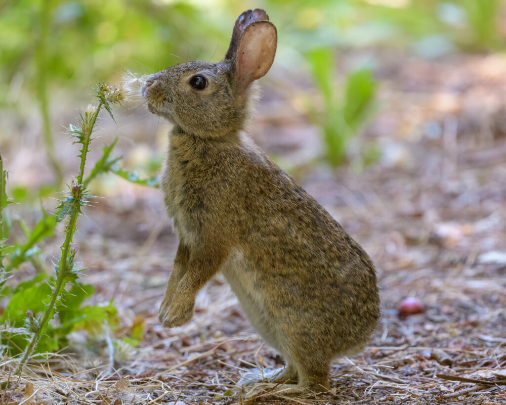 Profile View of a Curious Fluffy Rabbit in Lush Outdoor Setting Wallpaper