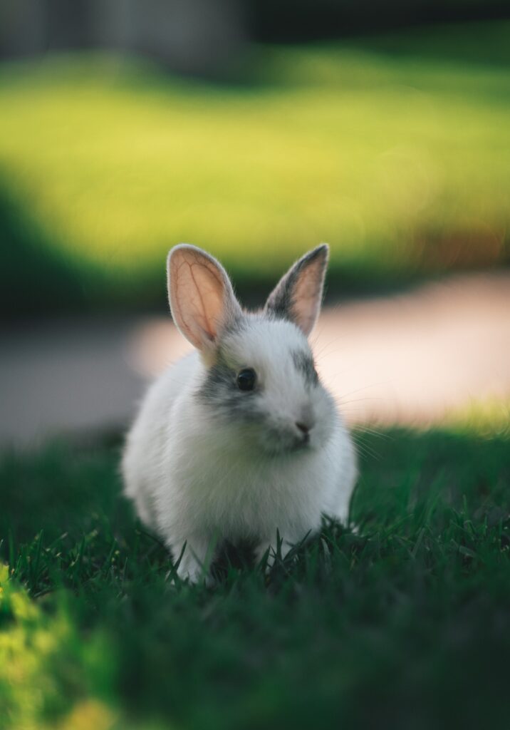 Charming Fluffy Rabbit in Soft Focus Lush Green Grass Wallpaper