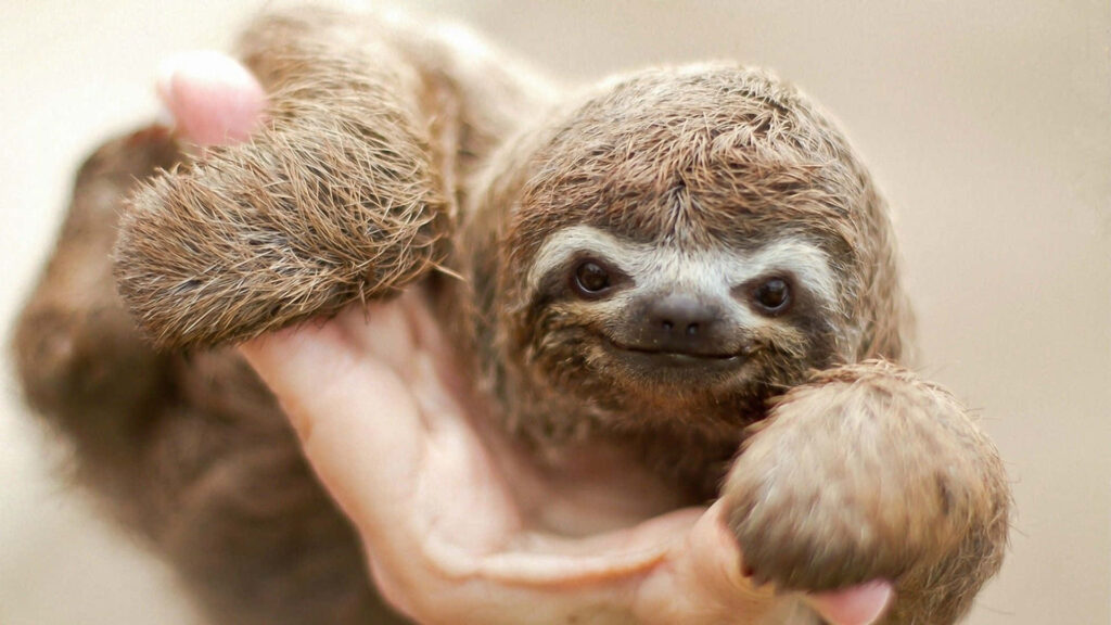 Adorable Fluffy Sloth Held in Hand with Serene Expression Wallpaper