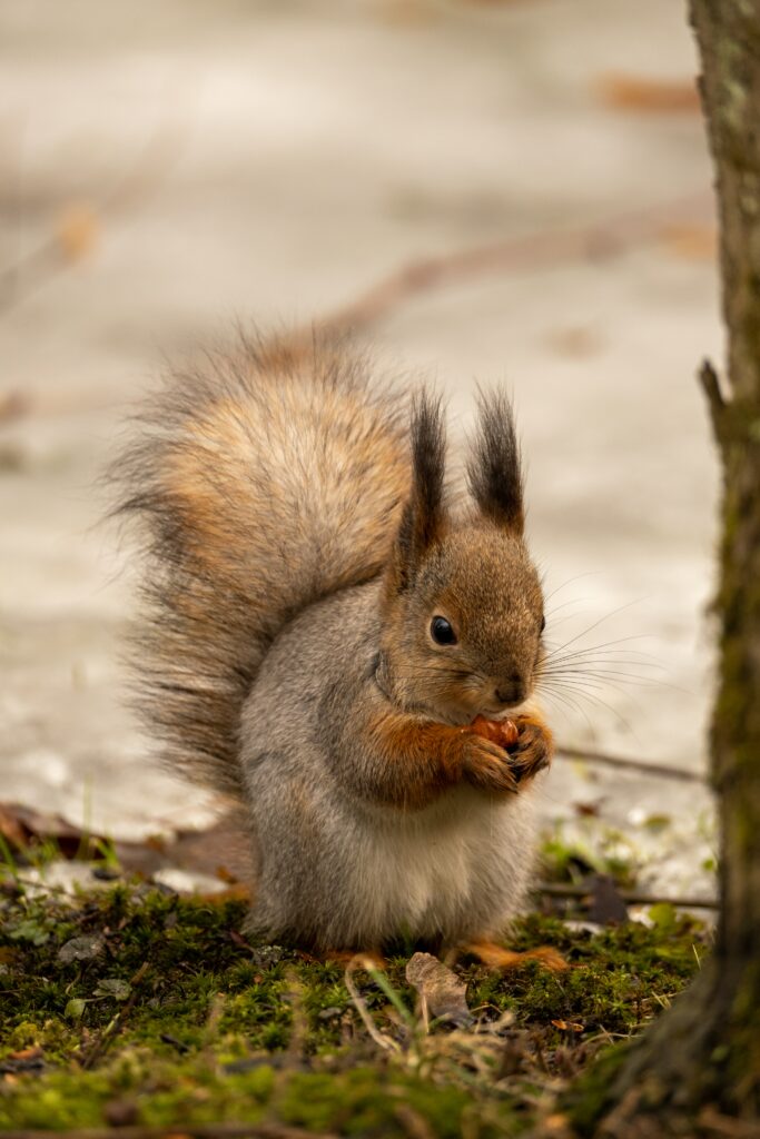 Adorable Fluffy Squirrel with Nut - Serene Natural Wallpaper