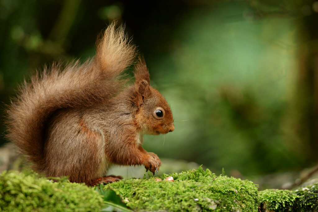 Adorable Fluffy Squirrel on Mossy Surface - Nature's Beauty Wallpaper