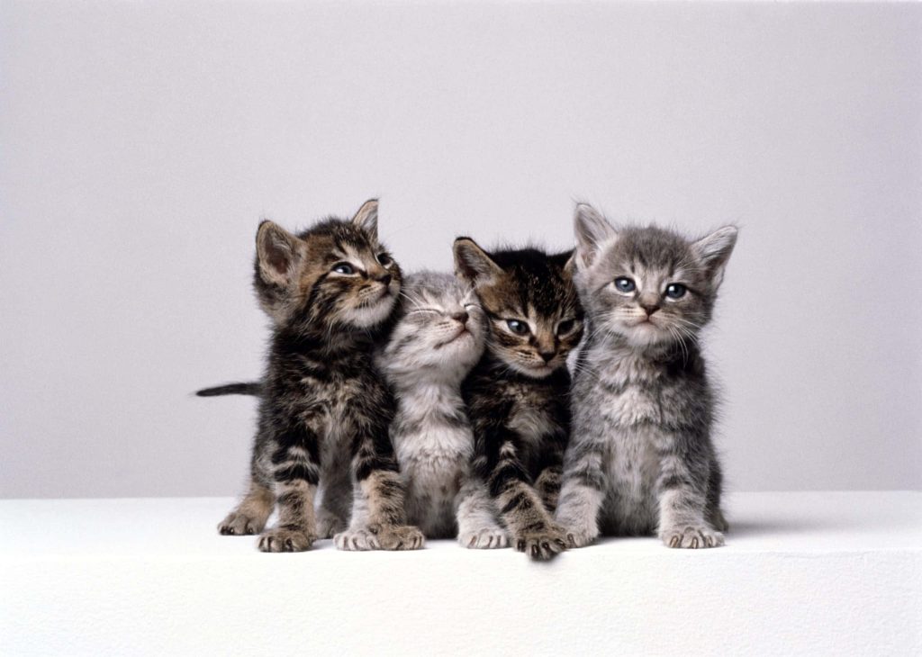 Four fluffy tabby kittens sitting together on neutral grey background adorable cat wallpaper